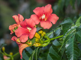 Campsis x tagliabuana