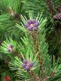 Pino de montaa (Pinus mugo)