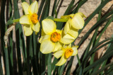 Daffodil