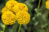 Craspedia globosa