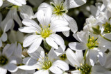 Cerastium arvense