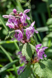 Lamium Maculatum