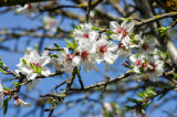 Almendro (Prunus dulcis)