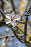 Almendro (Prunus dulcis)