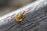 Syromastus rhombeus (Chinche rombo)