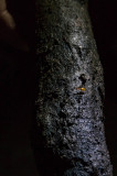 Aphoenops loubensi en la cueva de La Verna