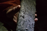 Collembola en la cueva de La Verna