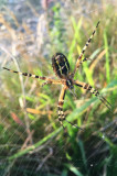 Araña tigre (argione bruennichi)