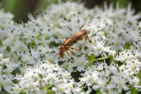 Long Horned Beetle (Oxycopis suturalis)