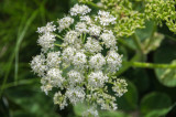 Heracleum