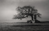 Valley Oak with Cretaceous Outcrop, Petaluma