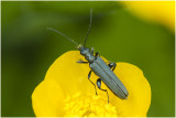 groene Schijnboktor - Oedemera virescens 