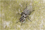Bloemvliegen soort - Anthomyia procellaris