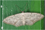 Paardenbloemspanner - Idaea seriata