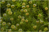 echt Zandhaarmos - Polytrichum juniperinum