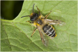 Grasbij - Andrena flavipes