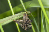 parende gewone Schorpioenvliegen - Panorpa communis