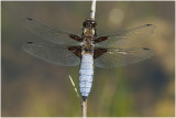 Platbuik - Libellula depressa - man