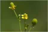 blaartrekkende Boterbloem - Ranunculus sceleratus