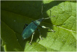 groene Bladsnuitkever - Phyllobius soort