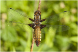 Platbuik - Libellula depressa - vrouwtje