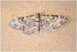 Vlasbekdwergspanner - Eupithecia linariata