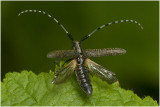 Distelboktor - Agapanthia villosoviridescens