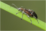Rietkeversoort - Donacia spec