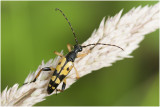 geringelde Smalbok - Leptura maculata