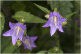 ruig Klokje - Campanula trachelium