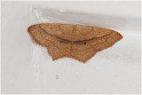 Ligusterstipspanner - Scopula imitaria