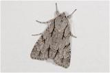 Psy uil  -  Acronicta psi