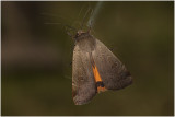 Huismoeder - Noctua pronuba