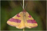 Zuringspanner - Lythria cruentaria - man - male