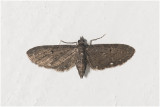 Schermbloemdwergspanner - Eupithecia tripunctaria
