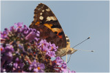 Distelvlinder - Vanessa cardui