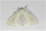Bruidsmot - Sitochroa palealis