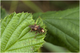 roodbruine Blaaskopvlieg - Sicus ferrugineus