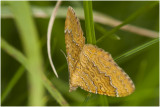 Gestreepte Goudspanner - Camptogramma bilineata