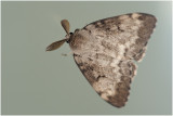 Plakker - Lymantria dispar