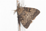 Plakker - Lymantria dispar