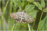 Waterleliemot - Elophila nymphaeata