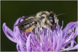 gewone Behangersbij - Megachile versicolor 