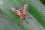 Sluipvliegensoort - Dexiosoma caninum