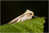 gewone Gouduil - Xanthia icteritia