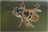 Duitse wesp - Vespula germanica