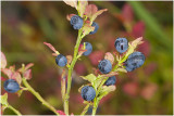 blauwe Bosbes - Vaccinium myrtillus