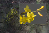 Winterjasmijn - Jasminum nudiflorum