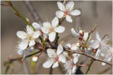 bloesem van de Sleedoorn - Prunus spinosa