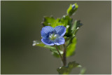 Grote ereprijs - Veronica persica 